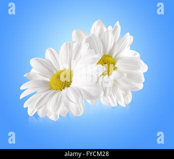 daisies isolated on the blue background. Stock Photo