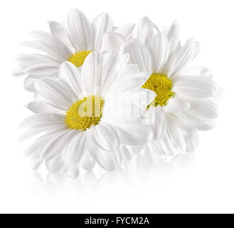 daisies isolated on the white background. Stock Photo