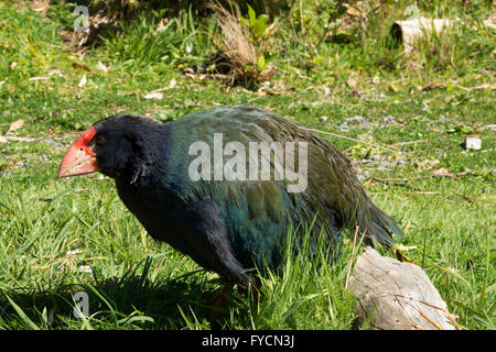 The takahe (Porphyrio hochstetteri) is a flightless but not wingless bird indigenous to New Zealand and highly endangered. Stock Photo