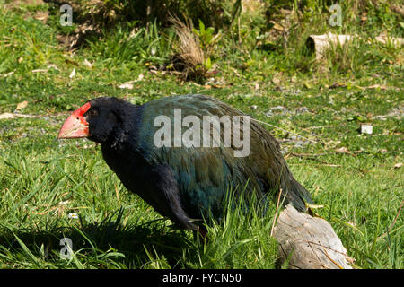 The takahe (Porphyrio hochstetteri) is a flightless but not wingless bird indigenous to New Zealand and highly endangered. Stock Photo