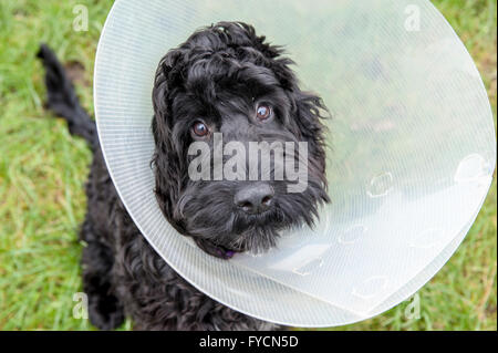 A young cockapoo looking sad because of the cone the vet made him wear no to lick his wound. Stock Photo