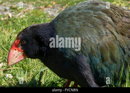 The takahe (Porphyrio hochstetteri) is a flightless but not wingless bird indigenous to New Zealand and highly endangered. Stock Photo