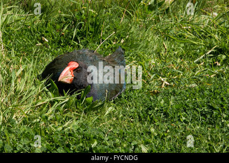 The takahe (Porphyrio hochstetteri) is a flightless but not wingless bird indigenous to New Zealand and highly endangered. Stock Photo