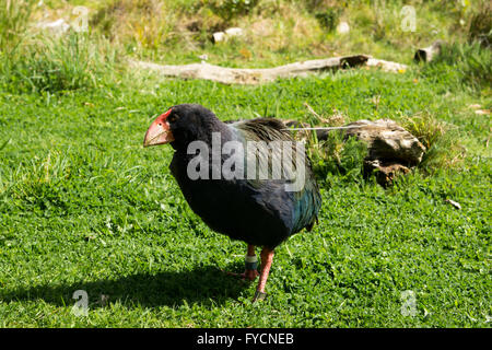 The takahe (Porphyrio hochstetteri) is a flightless but not wingless bird indigenous to New Zealand and highly endangered. Stock Photo