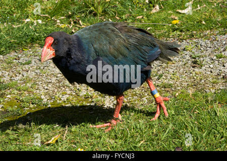 The takahe (Porphyrio hochstetteri) is a flightless but not wingless bird indigenous to New Zealand and highly endangered. Stock Photo