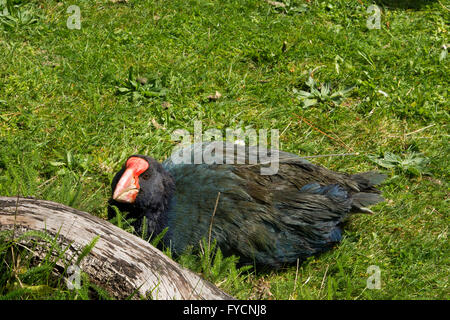 The takahe (Porphyrio hochstetteri) is a flightless but not wingless bird indigenous to New Zealand and highly endangered. Stock Photo