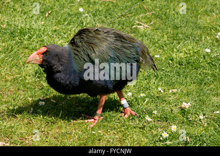 The takahe (Porphyrio hochstetteri) is a flightless but not wingless bird indigenous to New Zealand and highly endangered. Stock Photo