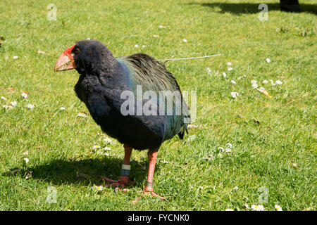 The takahe (Porphyrio hochstetteri) is a flightless but not wingless bird indigenous to New Zealand and highly endangered. Stock Photo