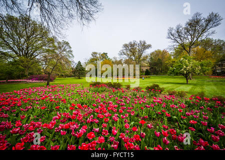 Tulips at Sherwood Gardens Park, in Baltimore, Maryland. Stock Photo