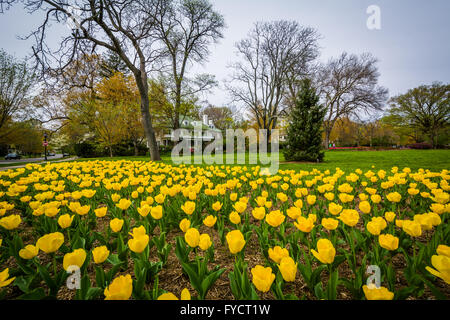 Tulips at Sherwood Gardens Park, in Baltimore, Maryland. Stock Photo