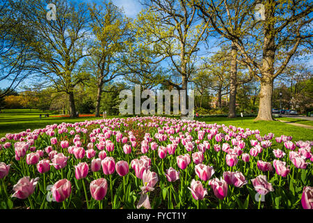 Tulips at Sherwood Gardens Park, in Baltimore, Maryland. Stock Photo