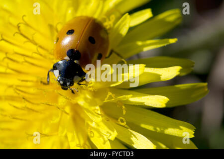 Closeup of a ladybug on a dandelion Stock Photo