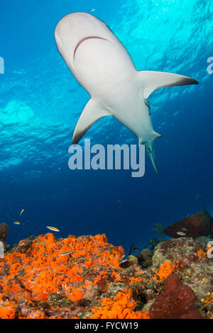 Caribbean reef shark, Carcharhinus perezi, swimming over coral reef, Bahamas Stock Photo