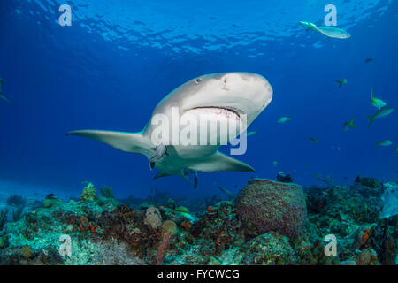 Lemon shark, Negaprion brevirostris, swimming over coral reef, Bahamas Stock Photo