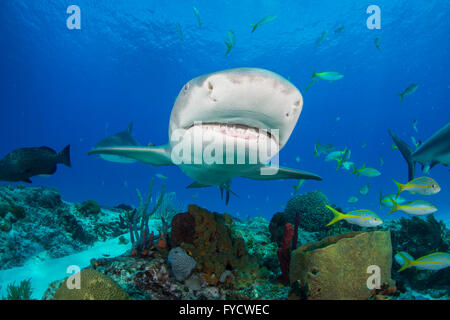 Caribbean reef shark, Carcharhinus perezi, swimming over coral reefs, Bahamas Stock Photo