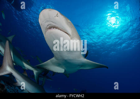 Lemon shark, Negaprion brevirostris, Bahamas Stock Photo