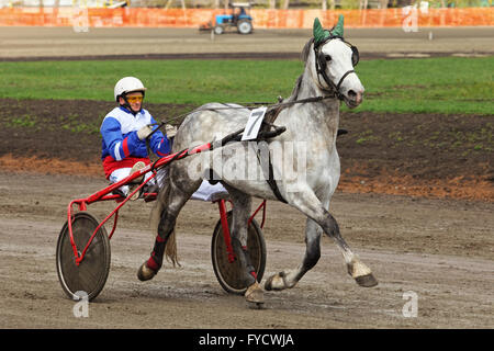 Orlovsky trotter making a lap of honour in the Tambov horse race, Russia Stock Photo