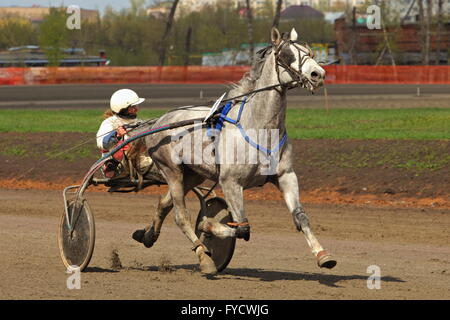 Orlovsky trotter making a lap of honour in the Tambov horse race, Russia Stock Photo