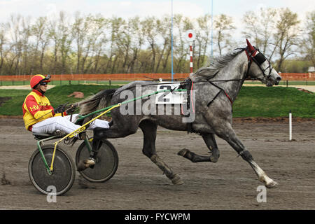 Orlovsky trotter making a lap of honour in the Tambov horse race, Russia Stock Photo