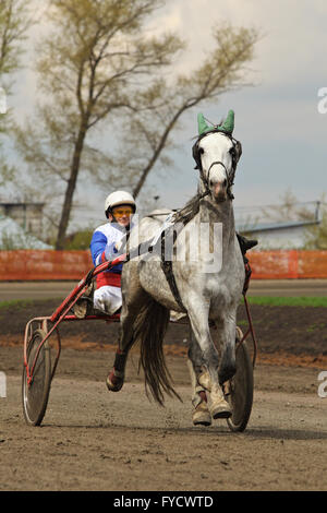 Orlovsky trotter making a lap of honour in the Tambov horse race, Russia Stock Photo