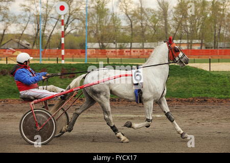 Orlovsky trotter making a lap of honour in the Tambov horse race, Russia Stock Photo