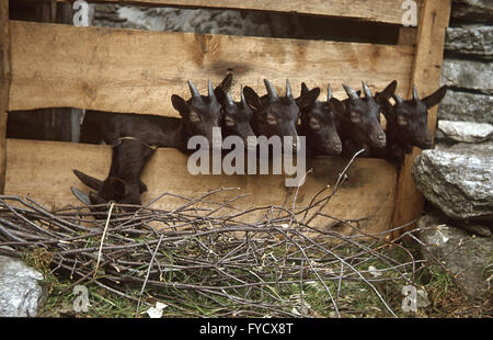 Goats, seven little black goats Stock Photo