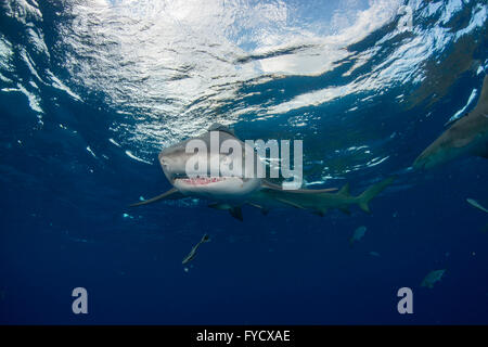 Lemon shark, Negaprion brevirostris, swimming, Bahamas Stock Photo