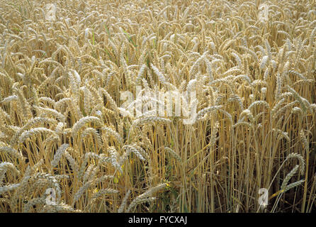 Cornfield Stock Photo