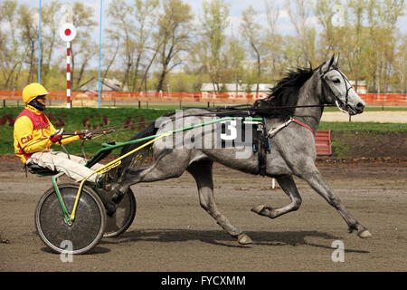 Orlovsky trotter making a lap of honour in the Tambov horse race, Russia Stock Photo