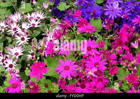bright mixed coloured senetti flowers Stock Photo