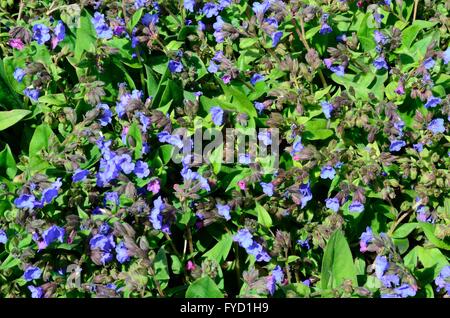 Pulmonaria Blue Ensign lungwort medicinal plant Stock Photo