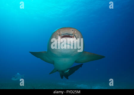Nurse shark, Ginglymostoma cirratum, underside, Bahamas Stock Photo