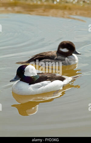 BUFFLEHEAD (BUCEPHALA ALBEOLA). Pair. North American diving ducks. Drake or male front. Stock Photo