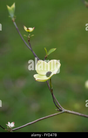 Cornus Ormonde. Ormonde Dogwood tree in flower Stock Photo