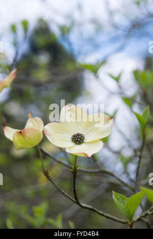 Cornus Ormonde. Ormonde Dogwood tree in flower Stock Photo