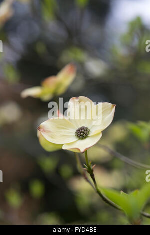 Cornus Ormonde. Ormonde Dogwood tree in flower Stock Photo