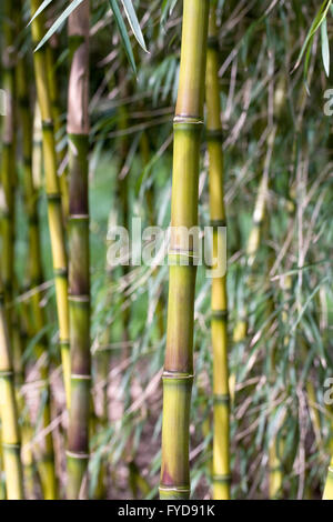 Chusquea breviglumis stems in Spring. Giant Bamboo stems. Stock Photo