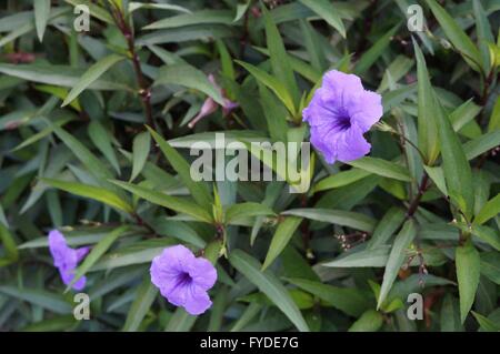 Purple tropical flowers of Ruellia Simplex (Mexican bluebell or petunia) Stock Photo