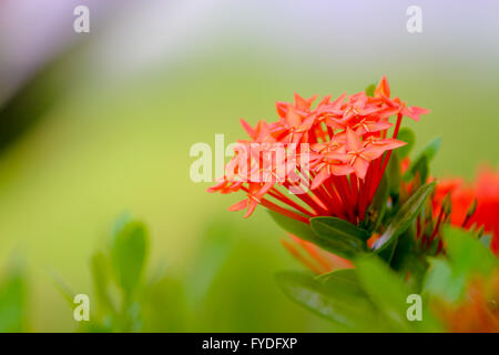 spike flower:Ixora is a genus of flowering plants in the Rubiaceae family. It is the only genus in the tribe Ixoreae. It consist Stock Photo
