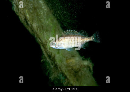 October 15, 2014 - White-edged rockfish, Sebastes or East sea bass (Sebastes taczanowskii) Far East, Sea of Japan, Russia © Andrey Nekrasov/ZUMA Wire/ZUMAPRESS.com/Alamy Live News Stock Photo