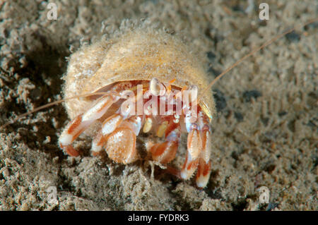 October 15, 2014 - Alaskan hermit crab (Pagurus ochotensis) Far East, Sea of Japan, Russia © Andrey Nekrasov/ZUMA Wire/ZUMAPRESS.com/Alamy Live News Stock Photo