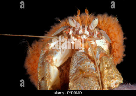 October 15, 2014 - Alaskan hermit crab (Pagurus ochotensis) Far East, Sea of Japan, Russia © Andrey Nekrasov/ZUMA Wire/ZUMAPRESS.com/Alamy Live News Stock Photo
