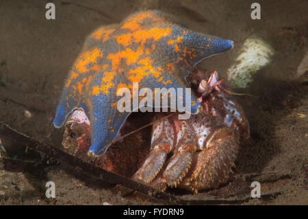 October 15, 2014 - Alaskan hermit crab (Pagurus ochotensis) hiding under the Starphish Asterina (patiria pectinifera) Far East, Sea of Japan, Russia © Andrey Nekrasov/ZUMA Wire/ZUMAPRESS.com/Alamy Live News Stock Photo