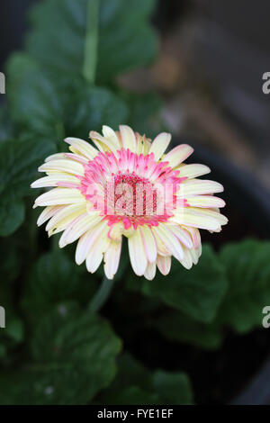 Close up of Gerbera jamesonii - burst of colour - isolated Stock Photo