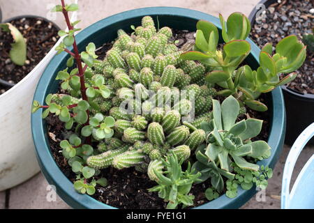 Varieties of cactus and succulents in a pot - Echinopsis chamaecereus, Jade plant, money plant and Echeveria Stock Photo