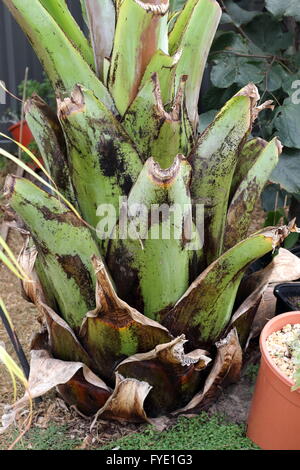 Close up image of  Ensete ventricosum, abyssinian banana trunk without leaves Stock Photo