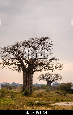 Baobab tree in Tarangire National Park in Tanzania, Africa Stock Photo