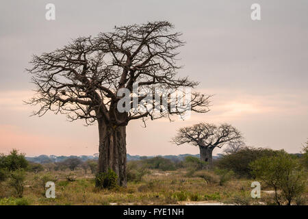 Baobab tree in Malawi, Africa Stock Photo