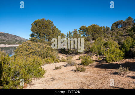 Mediterranean pine forest of Aleppo Pine. At the background, the Buendia Reservoir. Photo taken in Buendia, Cuenca, Spain. Stock Photo