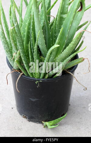Overgrown Aloe vera plants in a pot